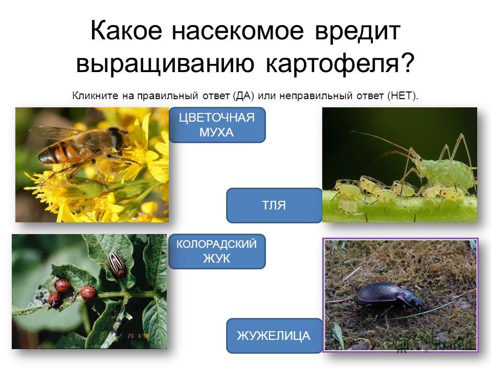 Рабочая программа по алгебре 11 класс мордкович профильный уровень