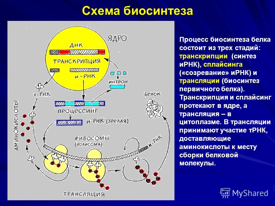 Скачать Эор по Биологии