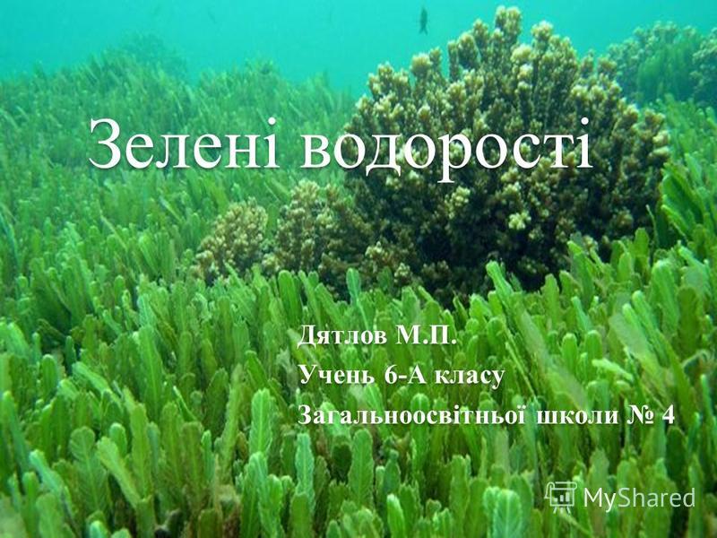 Реферат: Водорості Підцарство Справжні водорості Реферат: Водорості Підцарство Справжні водорості