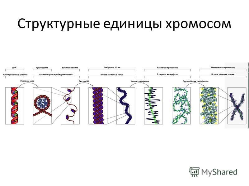 Структурные единицы хромосом