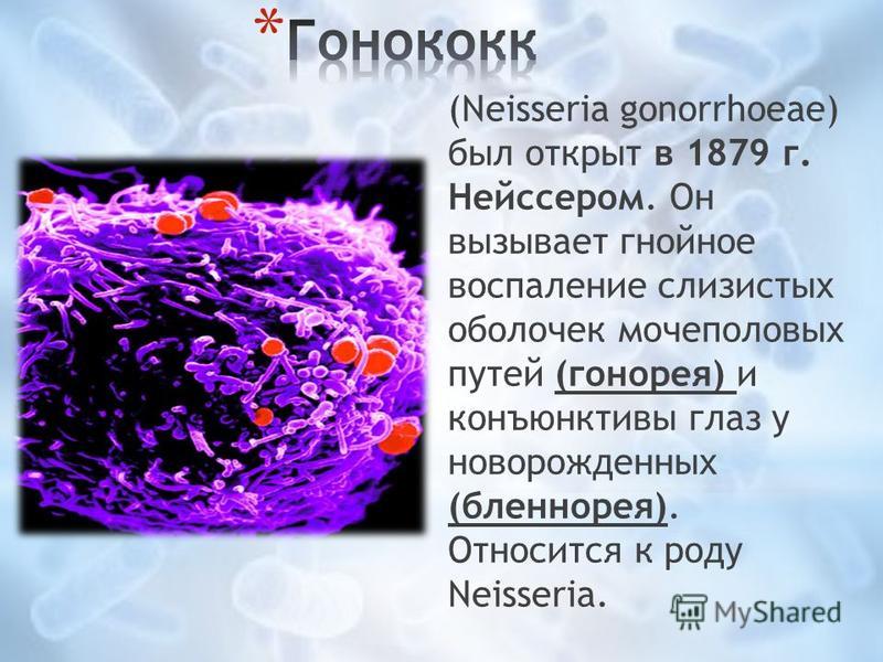 (Neisseria gonorrhoeae) был открыт в 1879 г. Нейссером. Он вызывает гнойное воспаление слизистых оболочек мочеполовых путей (гонорея) и конъюнктивы глаз у новорожденных (бленнорея). Относится к роду Neisseria.