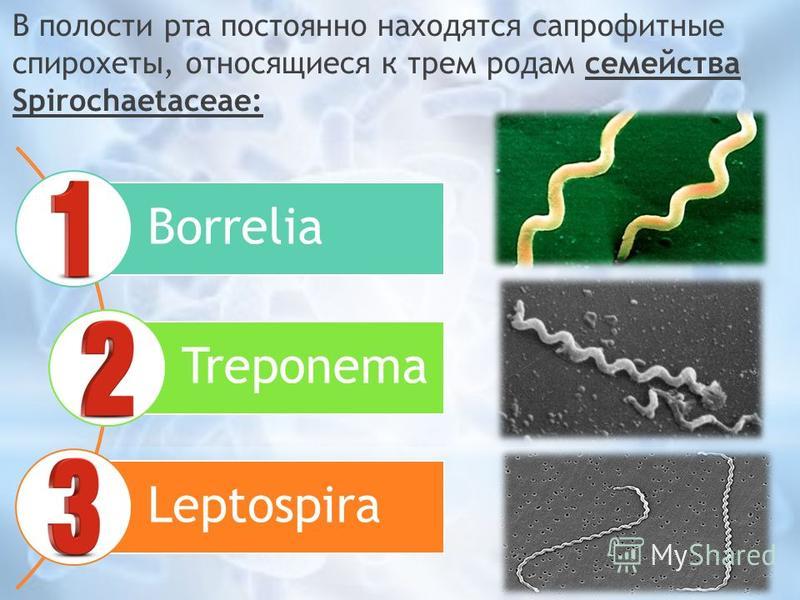 В полости рта постоянно находятся сапрофитные спирохеты, относящиеся к трем родам семейства Spirochaetaceae: Borrelia Treponema Leptospira