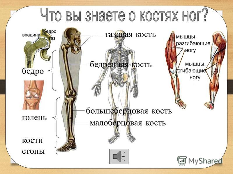 ключица лопатка плечевая кость локтевая кость лучевая кость кости пясти фаланги пальцев плечо предплечье кисть