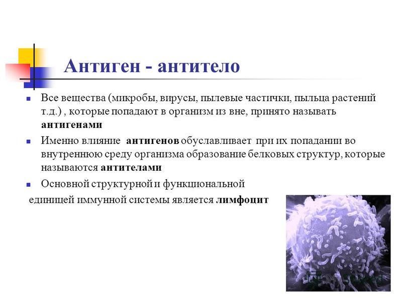Реферат На Тему Иммунная Система Организма Человека Реферат На Тему Иммунная Система Организма Человека