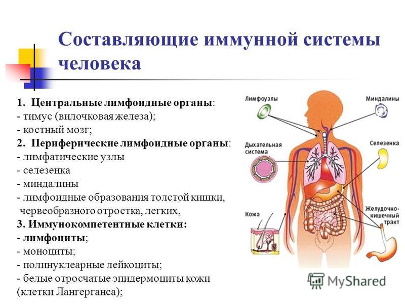 Реферат На Тему Иммунная Система Человека