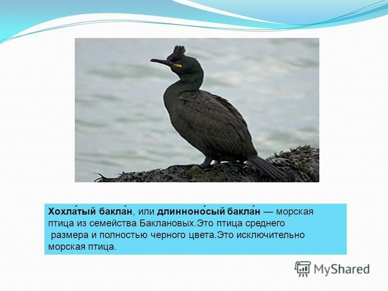 Хохла́тый балка́н, или длинного́сый балка́н морская птица из семейства Баклановых.Это птица среднего размера и полностью черного цвета.Это исключительно морская птица.