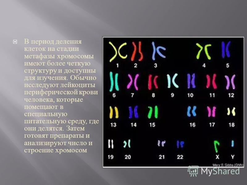 В период деления клеток на стадии метафазы хромосомы имеют более четкую структуру и доступны для изучения. Обычно исследуют лейкоциты периферической крови человека, которые помещают в специальную питательную среду, где они делятся. Затем готовят преп
