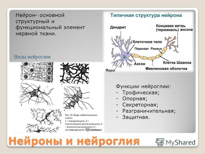Нейроны и нейроглия Нейрон- основной структурный и функциональный элемент нервной ткани. Функции нейроглии: -Трофическая; -Опорная; -Секреторная; -Разграничительная; -Защитная. Виды нейроглии