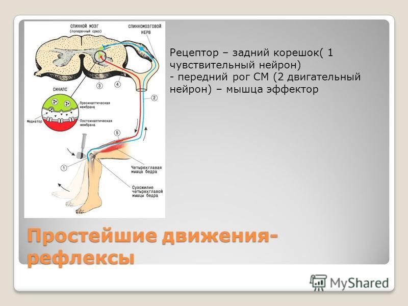 Простейшие движения- рефлексы Рецептор – задний корешок( 1 чувствительный нейрон) - передний рог СМ (2 двигательный нейрон) – мышца эффектор