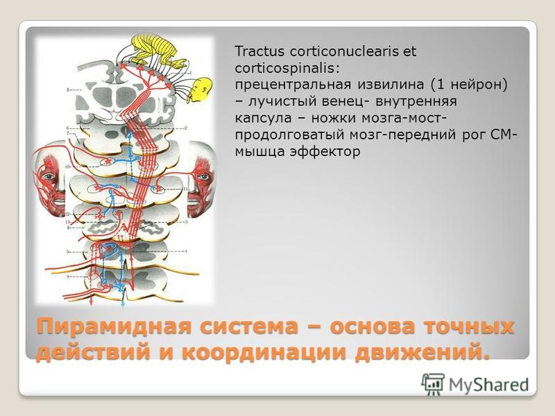 Пирамидная система – основа точных действий и координации движений. Tractus corticonuclearis et corticospinalis: прецентральная извилина (1 нейрон) – лучистый венец- внутренняя капсула – ножки мозга-мост- продолговатый мозг-передний рог СМ- мышца эфф