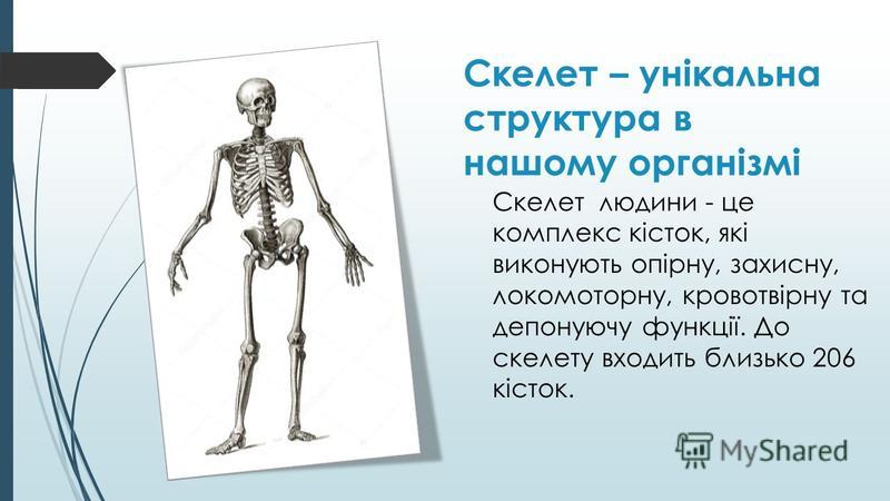 Скелет – унікальна структура в нашому організмі Скелет людини - це комплекс кісток, які виконують опірну, захисну, локомоторну, кровотвірну та депонуючу функції. До скелету входить близько 206 кісток.