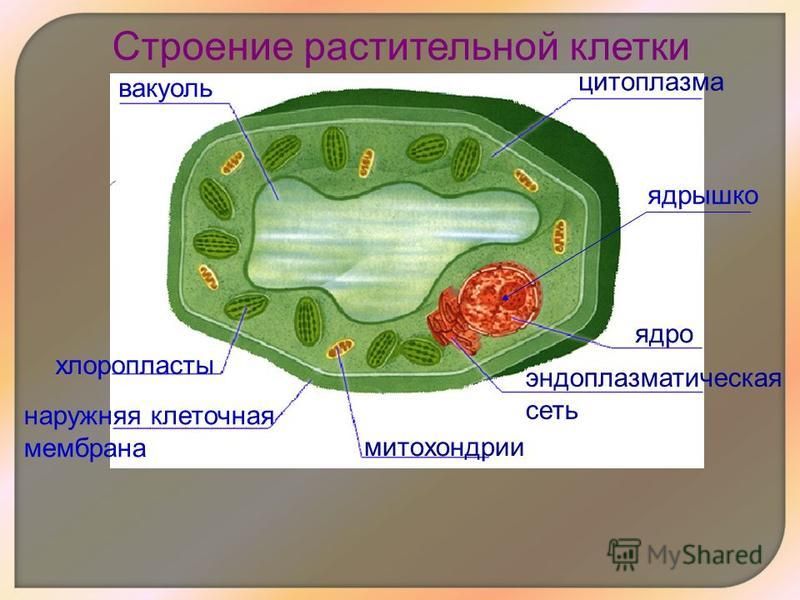 цитоплазма ядрышко ядро эндоплазматическая сеть митохондрии наружная клеточная мембрана хлоропласты вакуоль Строение растительной клетки