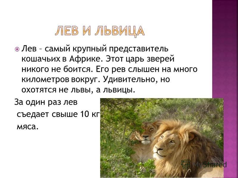 Лев – самый крупный представитель кошачьих в Африке. Этот царь зверей никого не боится. Его рев слышен на много километров вокруг. Удивительно, но охотятся не львы, а львицы. За один раз лев съедает свыше 10 кг мяса.