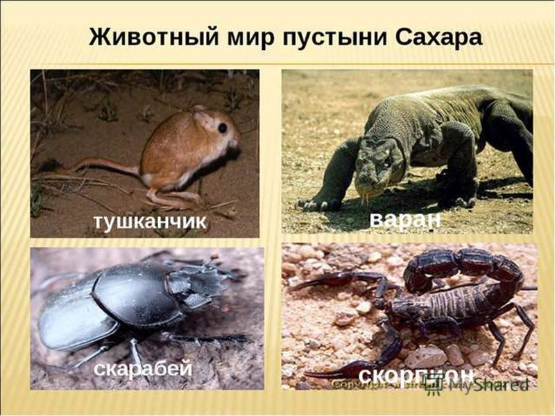 Презентация на тему: "Урок по курсу ОКРУЖАЮЩИЙ МИР 4 класс Учитель: Петрова Окса