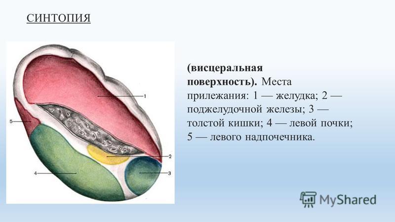 СИНТОПИЯ (висцеральная поверхность). Места прилежания: 1 желудка; 2 поджелудочной железы; 3 толстой кишки; 4 левой почки; 5 левого надпочечника.