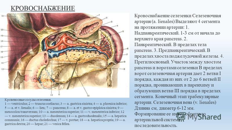 КРОВОСНАБЖЕНИЕ Кровоснабжение селезенки Селезеночная артерия (a. lienales) Выделяют 4 сегмента на протяжении артерии: 1. Надпанкреатический. 1-3 см от начала до верхнего края pancreas. 2. Панкреатический. В пределах тела pancreas. 3. Предпанкреатичес