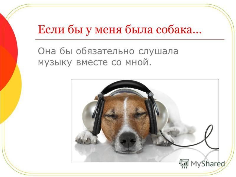 Если бы у меня была собака… Она бы обязательно слушала музыку вместе со мной.