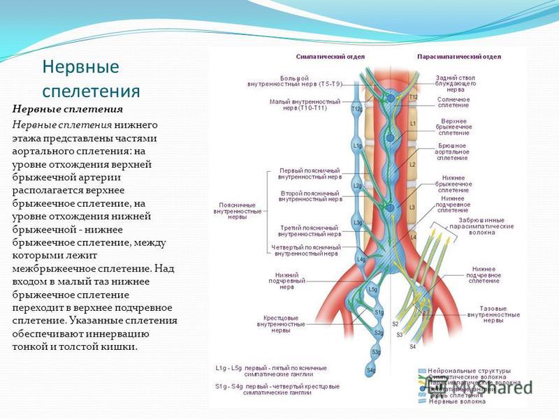 Нервные сплетения Нервные сплетения Нервные сплетения нижнего этажа представлены частями аортального сплетения: на уровне отхождения верхней брыжеечной артерии располагается верхнее брыжеечное сплетение, на уровне отхождения нижней брыжеечной - нижне