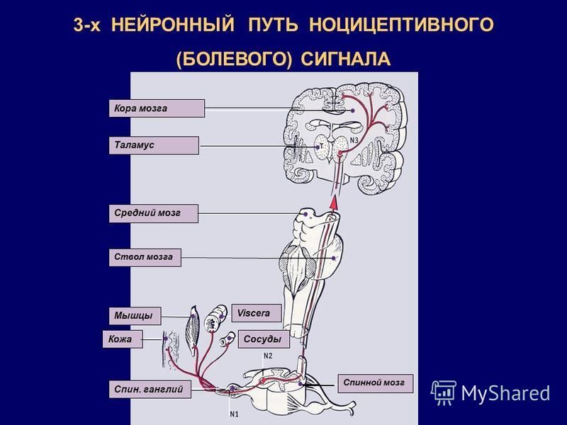 Кора мозга Таламус Средний мозг Ствол мозга Мышцы Кожа Спин. ганглий Viscera Сосуды Спинной мозг 3-х НЕЙРОННЫЙ ПУТЬ НОЦИЦЕПТИВНОГО (БОЛЕВОГО) СИГНАЛА