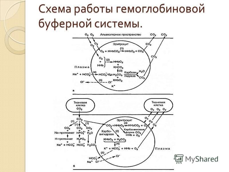 Схема работы гемоглобиновой буферной системы.