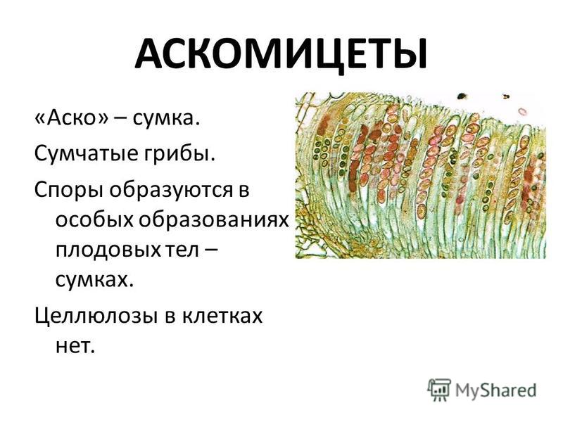 АСКОМИЦЕТЫ «Аско» – сумка. Сумчатые грибы. Споры образуются в особых образованиях плодовых тел – сумках. Целлюлозы в клетках нет.