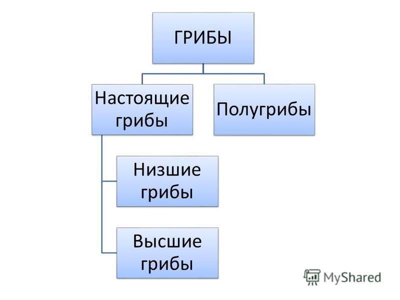 Настоящие Грибы Фото