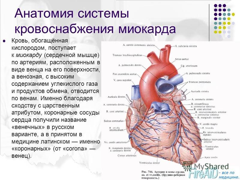 Анатомия системы кровоснабжения миокарда Кровь, обогащённая кислородом, поступает к миокарду (сердечной мышце) по артериям, расположенным в виде венца на его поверхности, а венозная, с высоким содержанием углекислого газа и продуктов обмена, отводитс