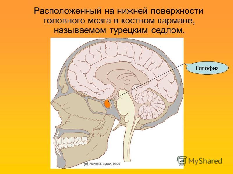 Гипофиз Расположенный на нижней поверхности головного мозга в костном кармане, называемом турецким седлом.