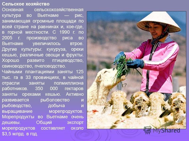 Сельское хозяйство Основная сельскохозяйственная культура во Вьетнаме рис, занимающая огромные площади по всей стране на равнинах и, кое-где, в горной местности. С 1990 г. по 2005 г. производство риса во Вьетнаме увеличилось втрое. Другие культуры: к