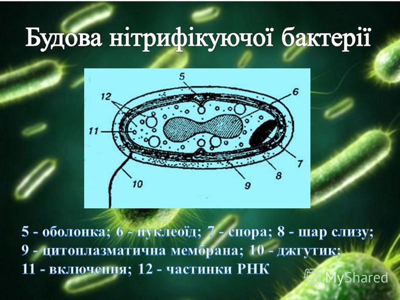 Схема будови нітрифікуючої бактерії