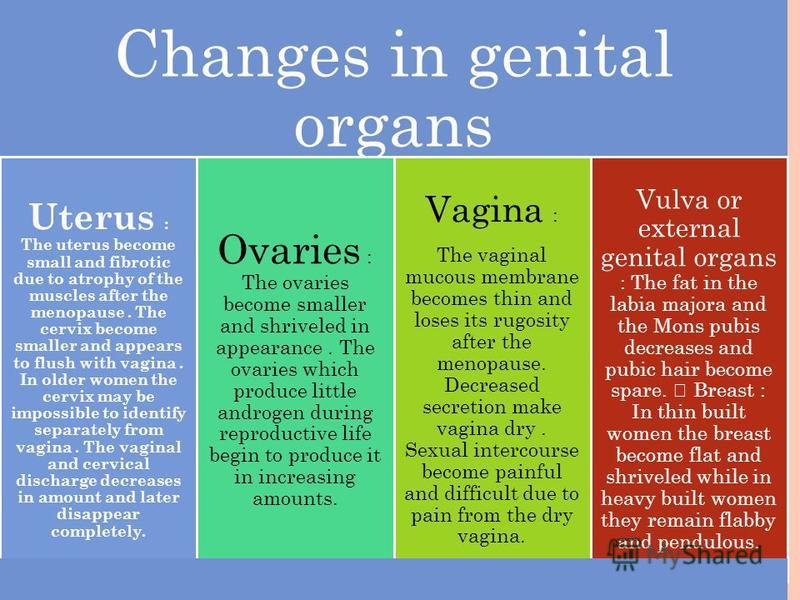 Changes in genital organs Uterus : The uterus become small and fibrotic due to atrophy of the muscles after the menopause. The cervix become smaller and appears to flush with vagina. In older women the cervix may be impossible to identify separately 