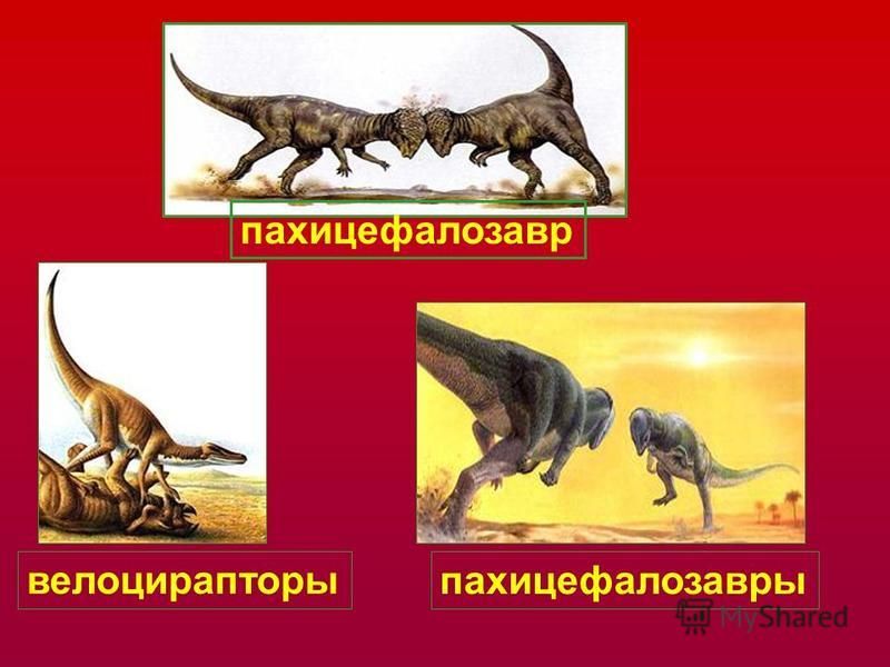 пахицефалозавр пахицефалозавры велоцирапторы