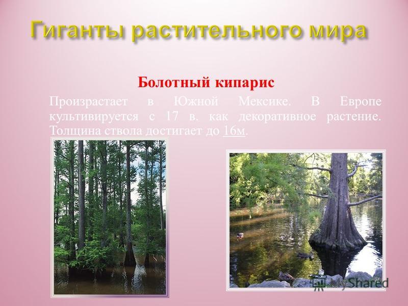 Мамонтово дерево Недавно найдено мамонтово дерево высотой 113 метров. Это мировой рекорд!