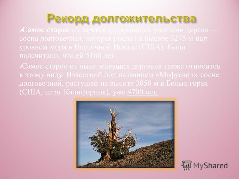 Болотный кипарис Произрастает в Южной Мексике. В Европе культивируется с 17 в. как декоративное растение. Толщина ствола достигает до 16 м.