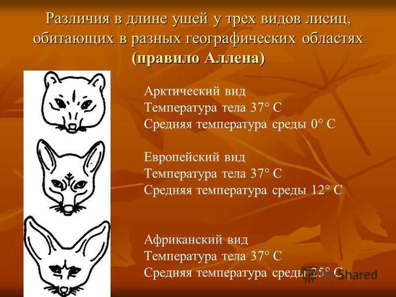 Различия в длине ушей у трех видов лисиц, обитающих в разных географических областях (правило Аллена) Арктический вид Температура тела 37° С Средняя температура среды 0° С Европейский вид Температура тела 37° С Средняя температура среды 12° С Африкан