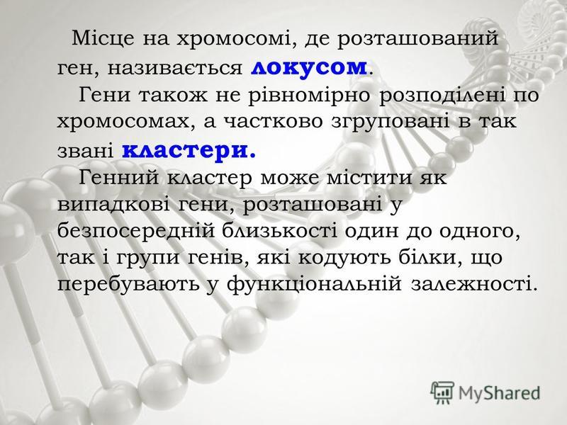 Місце на хромосомі, де розташований ген, називається локусом. Гени також не рівномірно розподілені по хромосомах, а частково згруповані в так звані кластери. Генний кластер може містити як випадкові гени, розташовані у безпосередній близькості один д