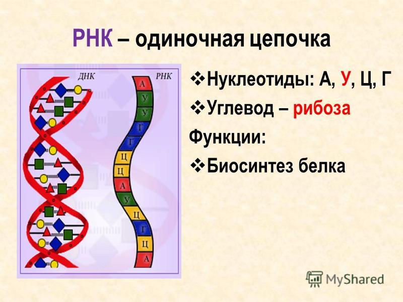 РНК – одиночная цепочка Нуклеотиды: А, У, Ц, Г Углевод – рибоза Функции: Биосинтез белка