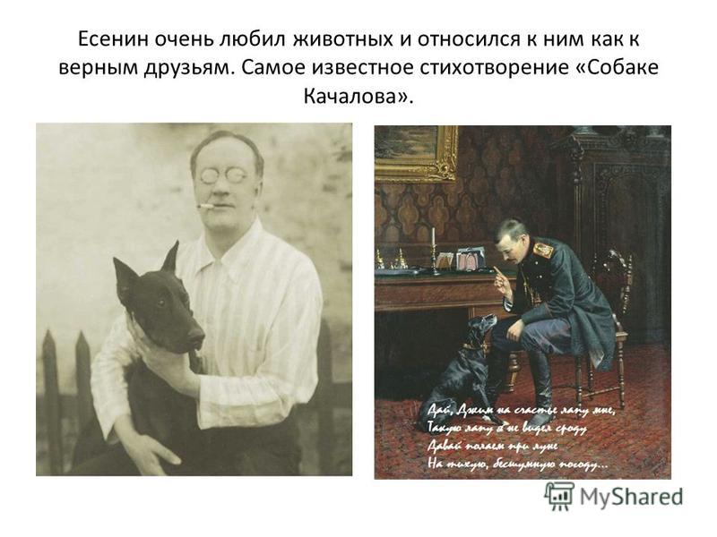 Есенин очень любил животных и относился к ним как к верным друзьям. Самое известное стихотворение «Собаке Качалова».