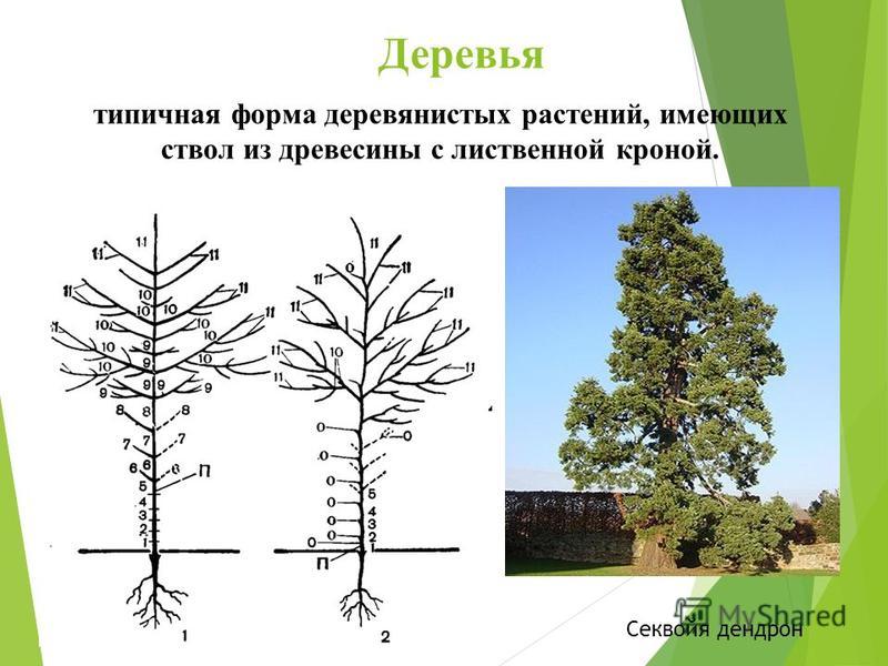 Доклад: Жизненные формы растений