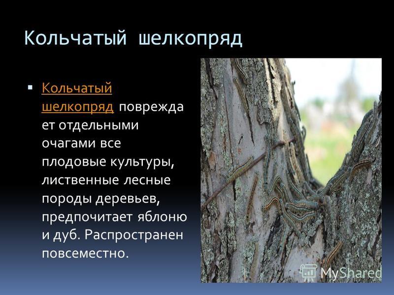 Кольчатый шелкопряд Кольчатый шелкопряд повреждает отдельными очагами все плодовые культуры, лиственные лесные породы деревьев, предпочитает яблоню и дуб. Распространен повсеместно. Кольчатый шелкопряд