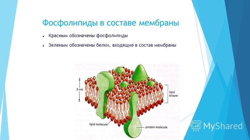 Фосфолипиды в составе мембраны Красным обозначены фосфолипиды Зеленым обозначены белки, входящие в состав мембраны