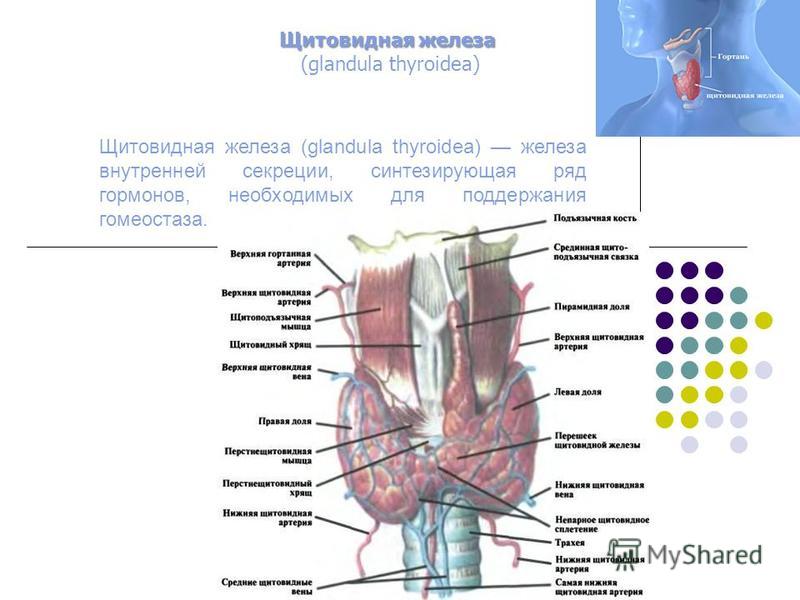 Щитовидная железа (glandula thyroidea) железа внутренней секреции, синтезирующая ряд гормонов, необходимых для поддержания гомеостаза. Щитовидная железа Щитовидная железа (glandula thyroidea)