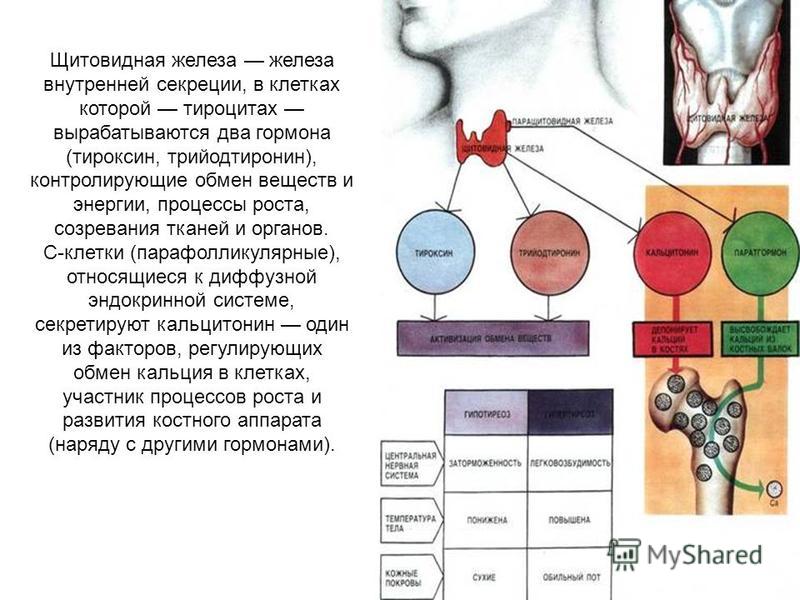 Гормоны Щитовидной Железы И Лишний Вес