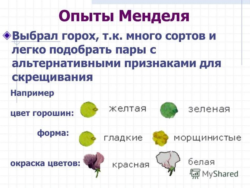 Опыты Менделя Выбрал горох, т.к. много сортов и легко подобрать пары с альтернативными признаками для скрещивания Например цвет горошин: форма: окраска цветов: