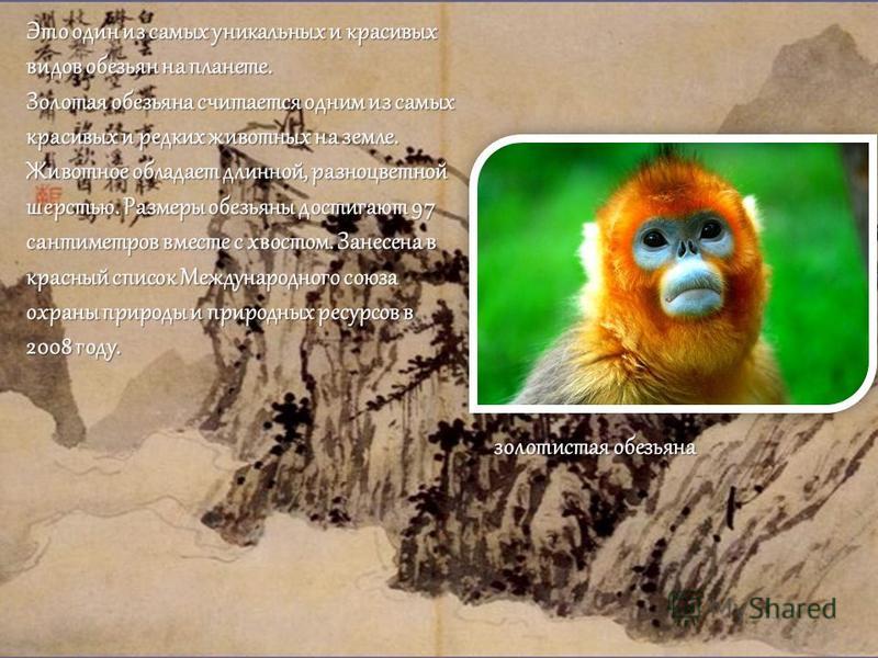 Это один из самых уникальных и красивых видов обезьян на планете. Золотая обезьяна считается одним из самых красивых и редких животных на земле. Животное обладает длинной, разноцветной шерстью. Размеры обезьяны достигают 97 сантиметров вместе с хвост