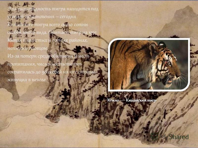 Эта разновидность тигра находится под угрозой исчезновения – сегодня Китайского тигра всего около сотни особей этого вида. Обитает тигр на юге Китая в лесистых и горных районах. неплохим пловцом. Из-за потери среды обитания и мест пропитания, численн