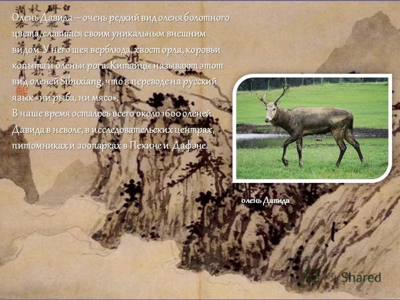 Олень Давида – очень редкий вид оленя болотного цвета, славится своим уникальным внешним видом. У него шея верблюда, хвост орла, коровьи копыта и оленьи рога. Китайцы называют этот вид оленей Sibuxiang, что в переводе на русский язык «ни рыба, ни мяс