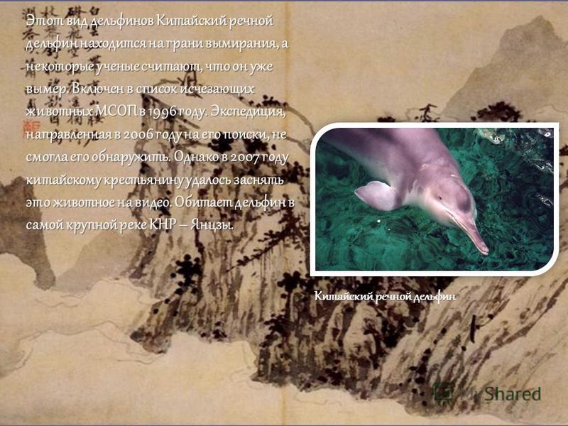 Этот вид дельфинов Китайский речной дельфин находится на грани вымирания, а некоторые ученые считают, что он уже вымер. Включен в список исчезающих животных МСОП в 1996 году. Экспедиция, направленная в 2006 году на его поиски, не смогла его обнаружит