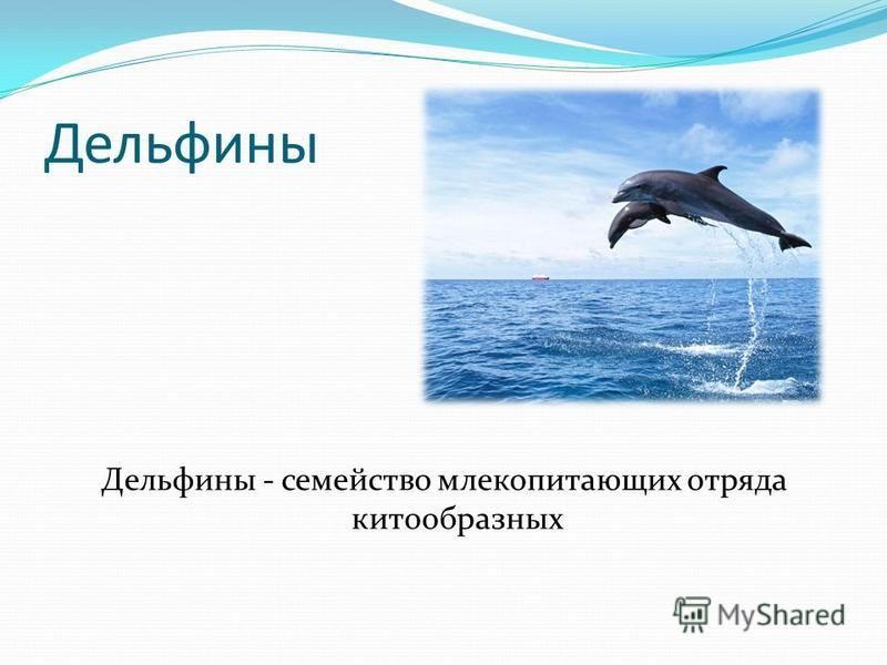 Дельфины Дельфины - семейство млекопитающих отряда китообразных