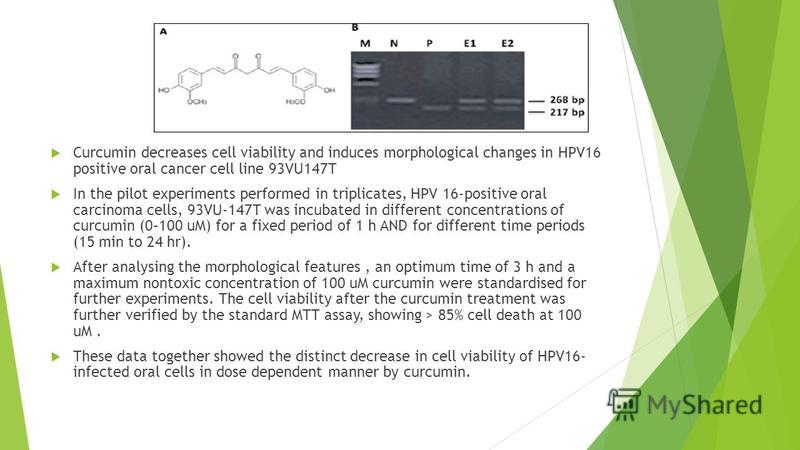 Curcumin decreases cell viability and induces morphological changes in HPV16 positive oral cancer cell line 93VU147T In the pilot experiments performed in triplicates, HPV 16-positive oral carcinoma cells, 93VU-147T was incubated in different concent